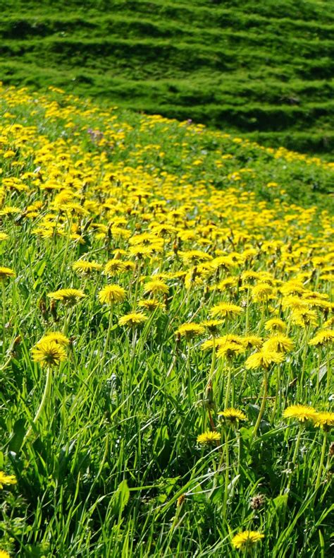 Yellow Dandelions Slope Flowers Field Green Grass 4k Hd Flowers