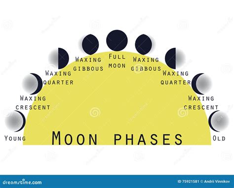 De Fasen Van De Maan In De Was Zettende Maan Maanstadia Vector