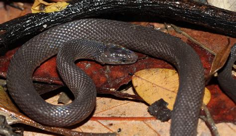 Rufous Burrowing Snake Achalinus Rufescens Found Near Vi Flickr