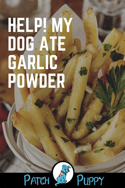 Help! My Dog Ate Garlic Powder - PatchPuppy.com | Dog food recipes, Dog