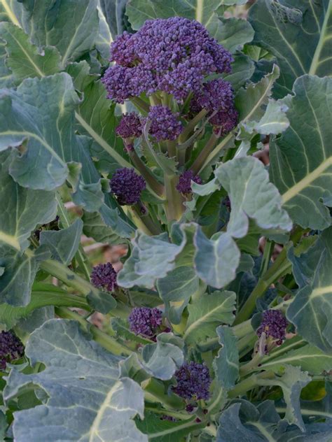Tips And Information About Broccoli Gardening Know How