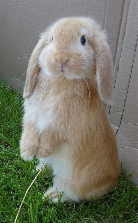 I Need A Bunny Rabbit Like This One Rabbits Cute Animals Cute Baby