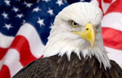 Bald Eagle Facts American Symbol