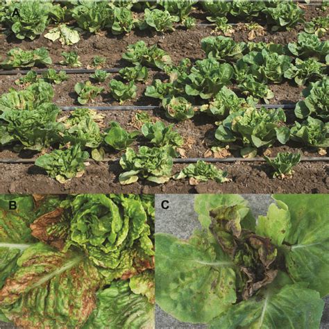 Disease Symptoms Induced In Romaine Lettuce Plants By Impatiens