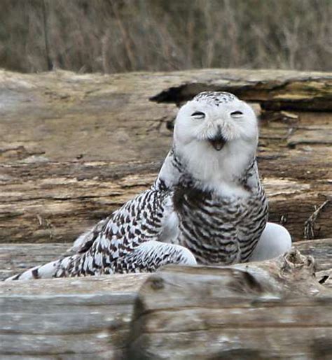 Snowy Owl Laughing At Photographers
