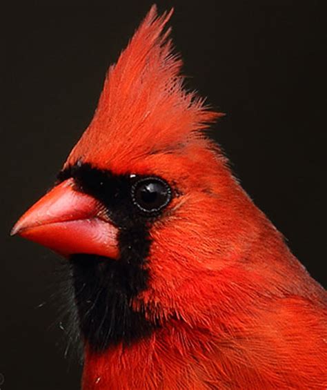Northern Cardinal Bright Red Fierce Defender Animal Pictures And