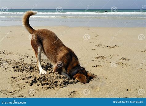 Dog Burying His Head In The Sand Stock Photo Image Of Nature