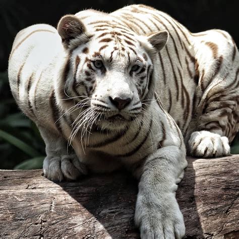 Tigers Are Magnificent On Instagram Astonishing Photograph Of A White