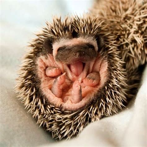 Baby Hedgie ♥ Baby Hedgehog Cute Animals Cute Baby Animals