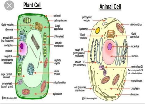 When looking under a microscope, the cell wall is an easy way animal cells have one or more small vacuoles whereas plant cells have one large central vacuole. draw a labbled diagram of plant cell and animal cell ...