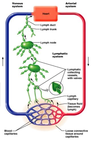 Bio 227 Lymphatic System Flashcards Quizlet