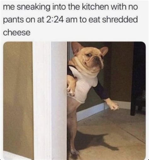 Midnight Snack Time Dogs Know Your Meme