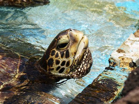 Tortoise Cowabunga Dude Russian Tortoise Tortoise Turtle Terrapin