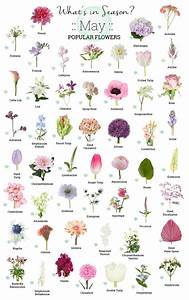 Wholesale Flowers Flower Meanings Flower Guide