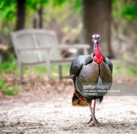 Turkey Snood Photos And Premium High Res Pictures Getty Images