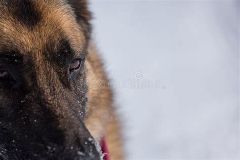 Closeup Of German Shepherd Dog In The Snow Stock Image Image Of Snow