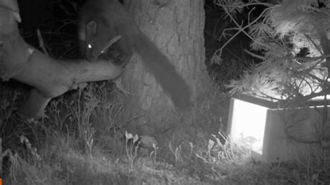 Pine Marten On Night Camera Trap Youtube