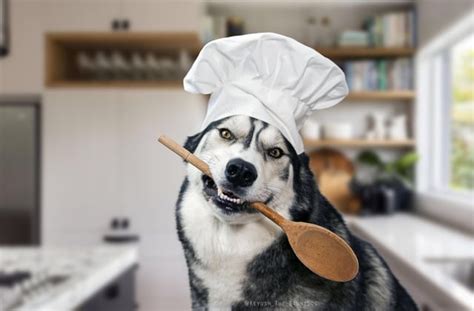 Chef Doggo Cooks Your Dinner What Is It Rdogswearinghats