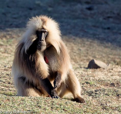 Gelada Baboons(Monkeys in Simen Mountain in Ethiopia-10 co… | Flickr