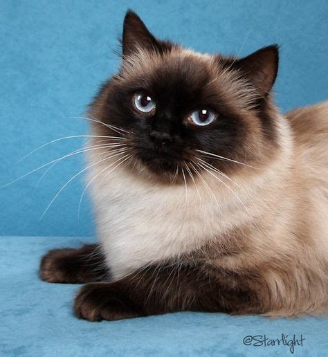 8 Best Ragdoll Kittens In Purrfect Kittens Cattery Images Ragdoll Cat