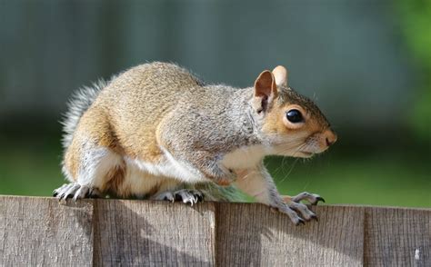 Problem Solving Abilities Help Explain The Grey Squirrels Success