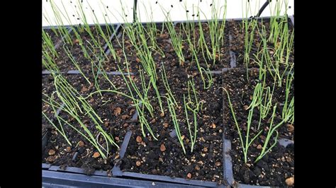 It is usually milder than black pepper, with less complex flavor. How to start bunching onion seeds - YouTube