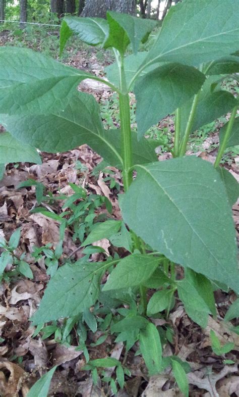 This means that a grass seed will sprout as one leaf. Stickweed and Bamboo Questions | North Carolina ...