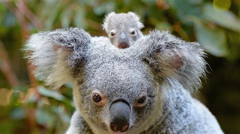 Native Australian Animals | Wildlife Tours