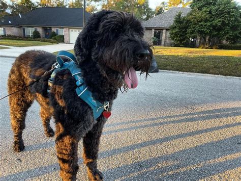 The Giant Schnoodle This One Will Make You Love Dogs Even More