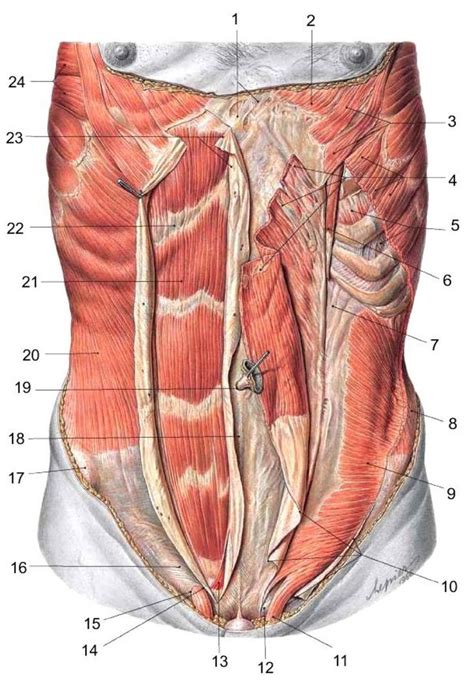 Muscle Anatomy Human Anatomy Body Abdominal Muscles Anatomy Muscle