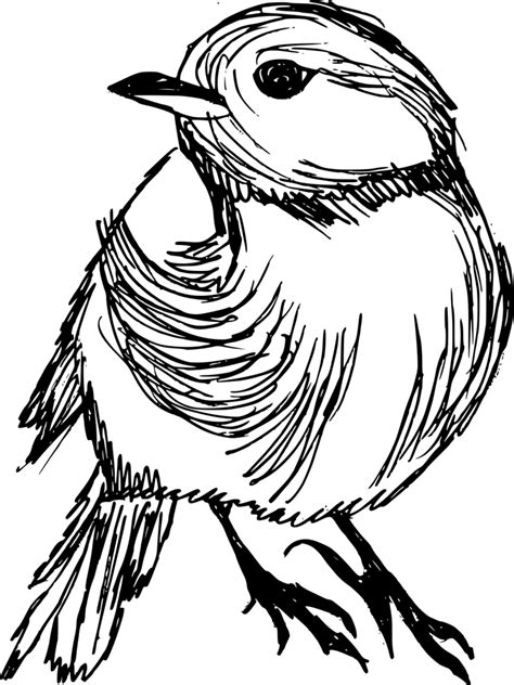 8 Bird Drawing (PNG Transparent) | OnlyGFX.com