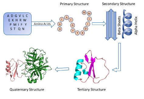 2 Different Levels Of Protein Structure Different Amino Acids Joined