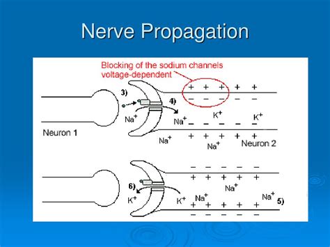 Ppt Saxitoxin Powerpoint Presentation Free Download Id368625