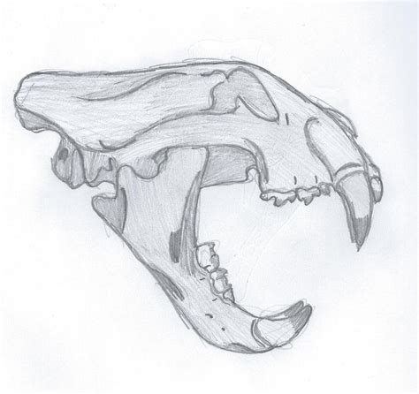 Siberian Tiger Skull Side View By Adz6661 On Deviantart