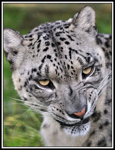 Snow Leopard Snarling