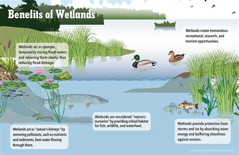 Wetlands The Heart Of Biodiversity Fos Media Students Blog