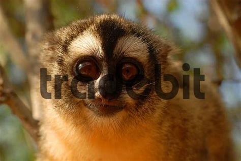 Three Striped Night Monkey Or Northern Owl Monkey Aotus Trivirgatus