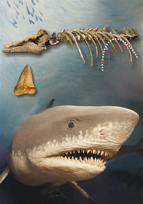 Ancient Nursery Of Giant Extinct Sharks Found Live Science