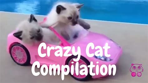 Funny Cats Compilation Try Not To Laugh Challenge Youtube