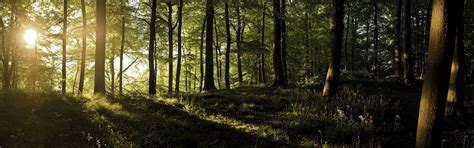 Panoramic Forest Wallpapers Top Free Panoramic Forest Backgrounds