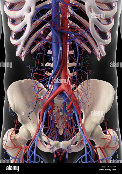 Medically Accurate Illustration Of The Abdominal Arteries And Veins