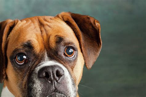 Portrait Of A Boxer Dog Photograph By Animal Images Fine Art America
