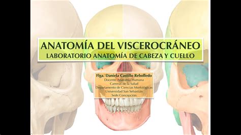 AnatomÍa Del ViscerocrÁneo Youtube