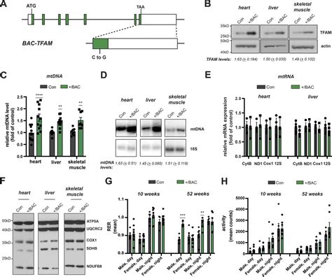 High Levels Of Tfam Repress Mammalian Mitochondrial Dna Transcription