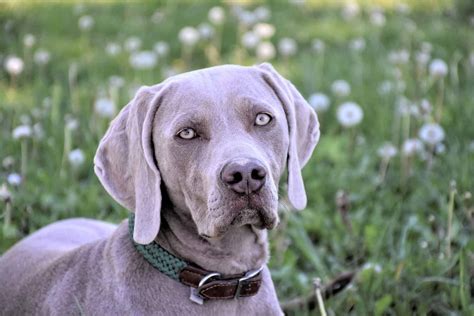 Overall Guide On How To Train Your Weimaraner Dog Training Advice Tips