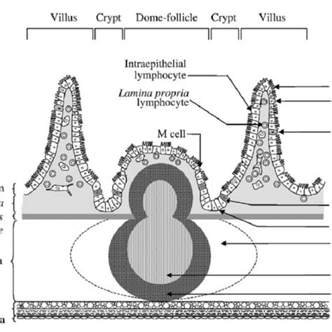 Schematic Organisation Of The Gut Associated Lymphoid Tissue Galt