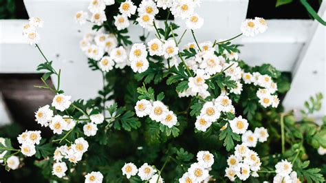 Top 10 Flowering Shrubs