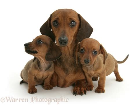 Dogs Dachshund Mother And Puppies Photo Wp09696