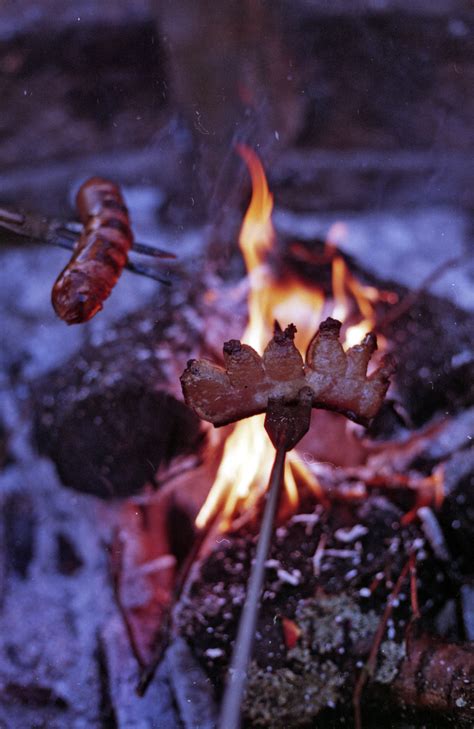 Free Images Leaf Flower Autumn Canon Fire Campfire Eos 300