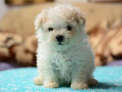 Top 8 Cute Small Dogs That Dont Shed Cute Small Dogs Tiny Dog